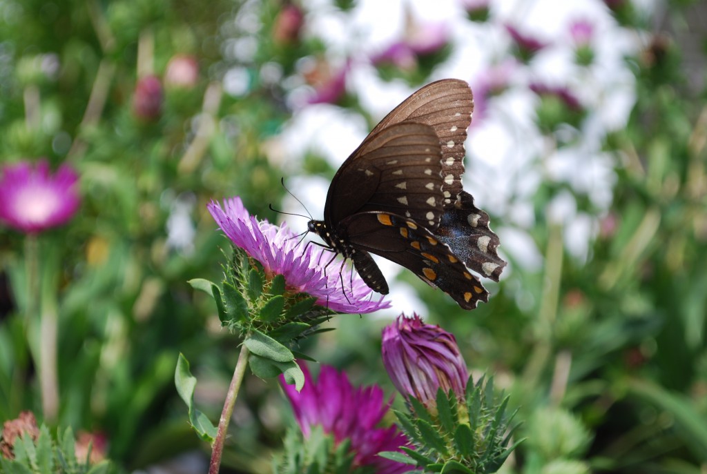 Galleries Planters' Choice
